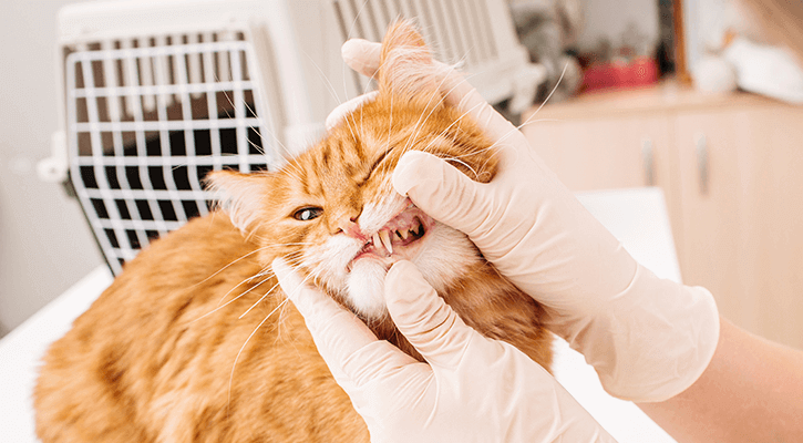 cat at the dentist receiving dental care