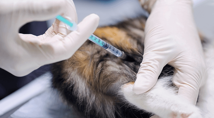 cat receiving vaccination
