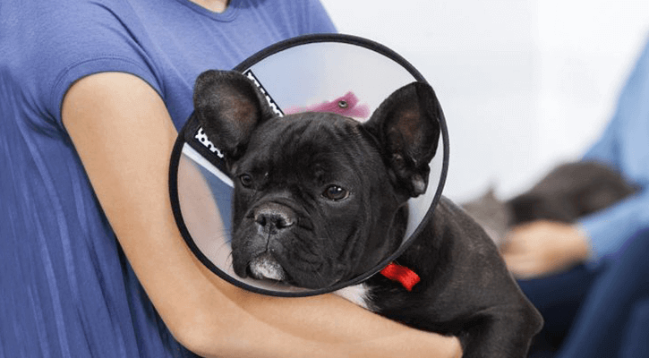 dog that underwent spay & neuter procedure