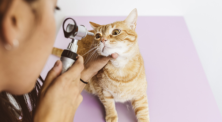 cat receiving annual exam at vet clinic
